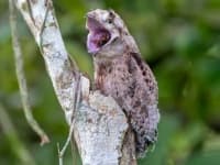 Sample 6 – Potoo
