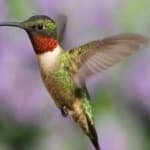 Sample 3 – Ruby throated hummingbird