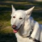 Sample 2 – German sheperd
