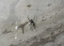 Sample 4 – Black widow