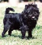 Sample 1 – Affenpinscher