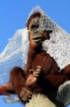 Sample 3 – Orangutan