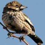 Sample of Lark bunting