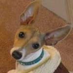 Sample 6 – Greyhound