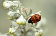 Sample 3 – Leaf beetle