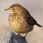 Sample 5 – American pipit