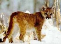 Sample 5 – Cougar body