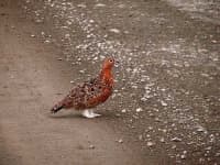 Sample 2 – Ptarmigan