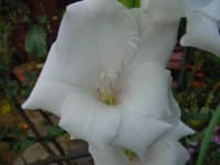 Sample 5 – Sword lily