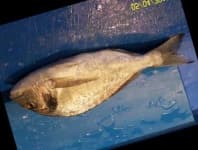 Sample 1 – Gilt head bream