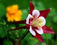 Sample 3 – Columbine