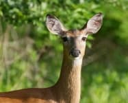Sample 6 – Deer