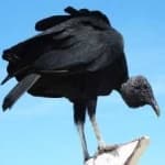 Sample 4 – Black vulture