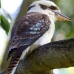 Sample 2 – Kookaburra