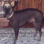 Sample 5 – Mex hairless