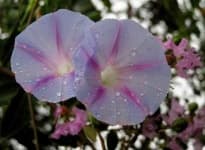 Sample 2 – Morning glory