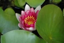 Sample 1 – Water lily