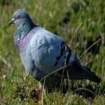 Sample 1 – Rock dove