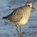 Sample 2 – Grey plover