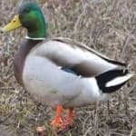 Sample 1 – Mallard duck
