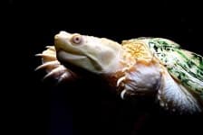 Sample of Turtle