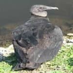 Sample 6 – Black vulture