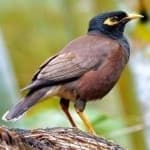 Sample 1 – Myna