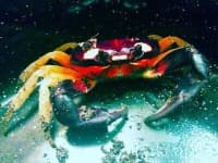 Sample 1 – Crab