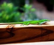 Sample 2 – Green lizard