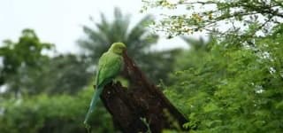 Sample 3 – Parakeet