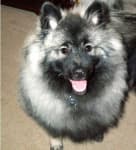 Sample 1 – Keeshond