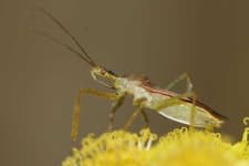 Sample 2 – Leafhopper