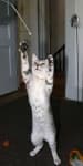 Sample 6 – Egyptian mau