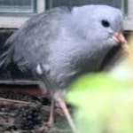 Sample 1 – Kagu