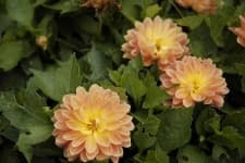 Sample 6 – Pink yellow dahlia