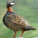 Sample 4 – Black francolin