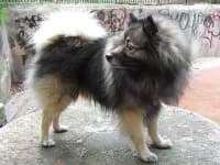 Sample 6 – Keeshond