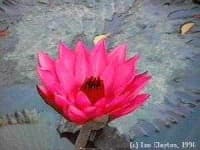 Sample 5 – Water lilly