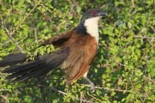 Sample 6 – Coucal