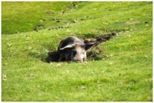 Sample 3 – Pig