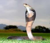 Sample 5 – Indian cobra