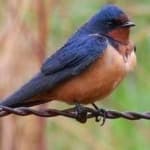 Sample 3 – Barn swallow