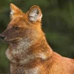 Sample 6 – Dhole