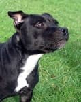 Sample 2 – Staffordshire bullterrier