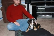 Sample 1 – Entlebucher