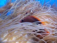 Sample 1 – Anemone fish