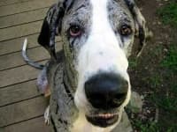 Sample 5 – Great dane