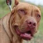 Sample 5 – Pit bull