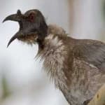 Sample 6 – Noisy friarbird