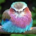 Sample 4 – Lilac roller